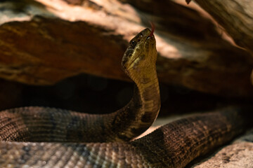 Fototapeta premium close up of a snake