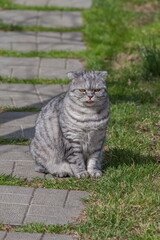 Naklejka premium An adult cat of the breed 
