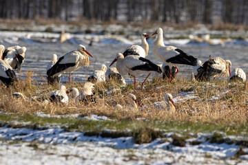 A big group of storks on a meadow next to a road at a cold day in winter next to Büttelborn in Hesse, Germany.