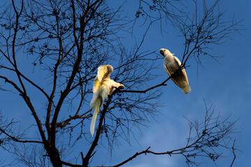 Sulphur-Crested Cockatoo (Cacatua galerita)