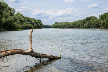 Fototapeta na wymiar tree on the river