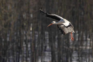 Stork flying over a meadow in Büttelbron in Hesse, Germany at a cloudy day in winter.