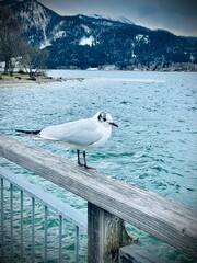 seagull on the lake