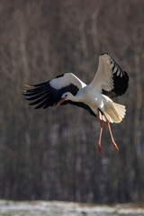 Stork flying over a meadow in Büttelbron in Hesse, Germany at a cloudy day in winter.