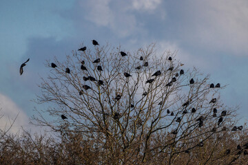 Crows sitting in a tree at a cold day in winter.