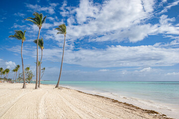 Palmeras en la Playa Juanillo, Punta Cana - República Dominicana