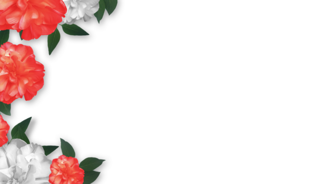 Valentine's Day Background Red and White Rose Flowers png Cut Out Illustration on Transparent Background with Copy Space - Powered by Adobe