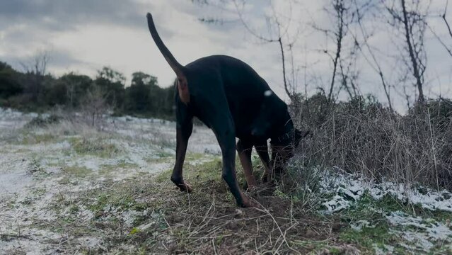 Doberman Pinscher Dog Digging Holes, In The Snow And Dirt Winter Windy Day 4