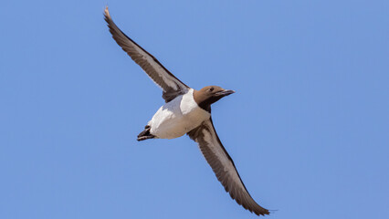Common Murre