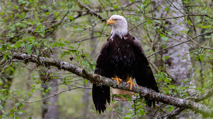 Wet Bald Eagle
