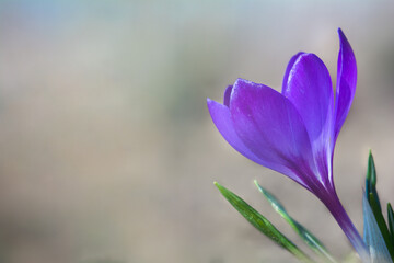 A beautiful blue crocus flower blooms in spring