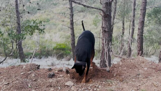 Doberman Pinscher Dog Digging Holes, In The Snow And Dirt Winter Windy Day 6