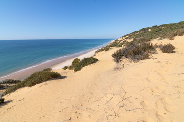 Fototapeta na wymiar One of the most beautiful beaches in Spain, called (El Asperillo, Doñana, Huelva) in Spain. Surrounded by dunes, vegetation and cliffs. A gorgeous beach.