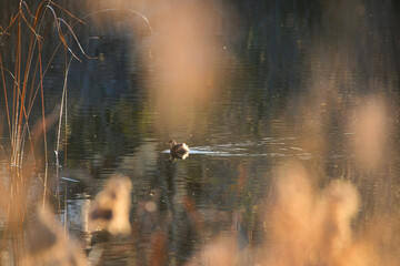 close-up of a water bird in in a pond at sunset