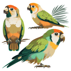 vector caique parrot illustration set on white background © Motion Cosmos