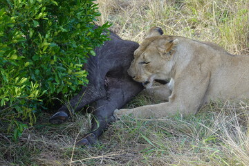 Kenya - Masai Mara - Lion eating a Buffalo