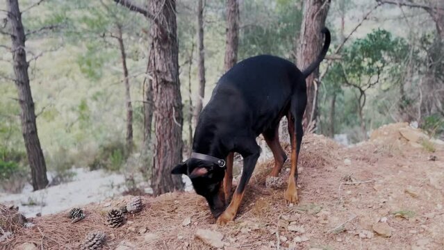 Doberman Pinscher Dog Digging Holes, In The Snow And Dirt Winter Windy Day 7