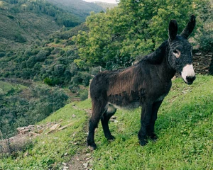 Gordijnen adorable donkey with white muzzle on the mountain © TREAURESTOCK