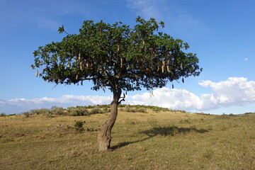 Kenya - Masai Mara - Sausage Tree
