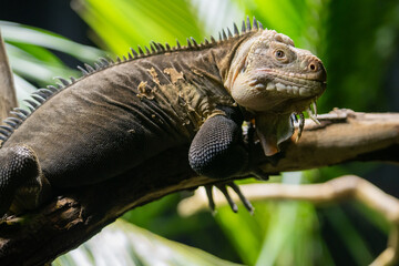 Close up portrait of a lesser Antillean iguana (igauana delicatissima)