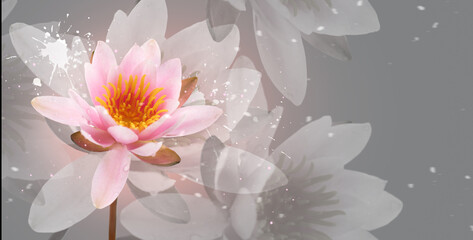 Fototapeta na wymiar Lotus flower on grey background. Water lily flower art design. Waterlily close-up. Blooming pink aquatic flower on gray background, macro shot. Floral border art, card design Water lilly