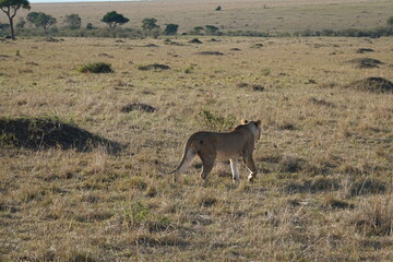 Kenya - Masai Mara - Lion