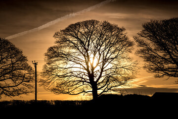 Panorama of morning , evening sky with beautiful trees