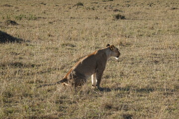 Kenya - Masai Mara - Lion