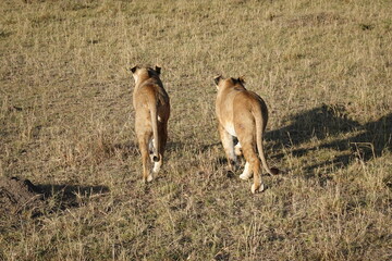 Kenya - Masai Mara - Lion