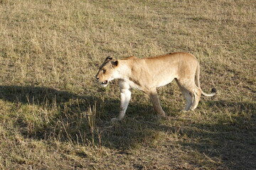 Kenya - Masai Mara - Lion
