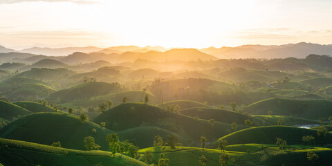 Long Coc tea plantation in sunrise, Beautiful morning hill. Asia agriculture