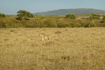 Kenya - Masai Mara - Lion