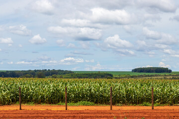 Fototapeta na wymiar corn plantation