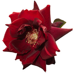 Red Rose isolated on transparent background