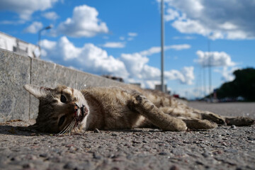 Dead cat lies on highway. Cat ran across roadway and was hit by car