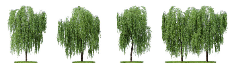 Daytime scene landscape element for 3d Architectural visualization. Weeping willow tree isolated on transparent background. 3d rendering illustration. PNG format
