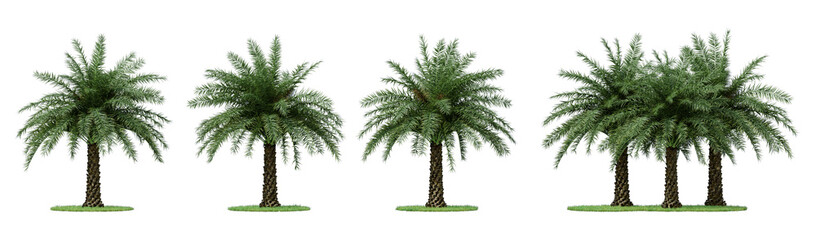 Daytime scene landscape element for 3d Architectural visualization. Phoenix canariensis palm tree isolated on transparent background. 3d rendering illustration. PNG format