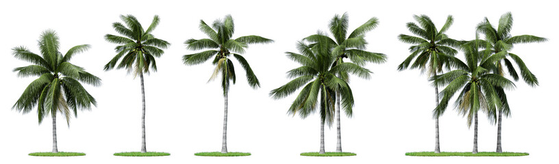 Daytime scene landscape element for 3d Architectural visualization. Outdoor coconut palm tree isolated on transparent background. 3d rendering illustration. PNG format © TOP LAYER STUDIO