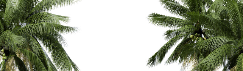 Obraz premium Nature and tropical forest concept. Green coconut leaf isolated on transparent background. 3d rendering . PNG format