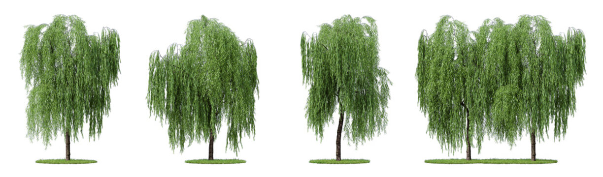 15,845 Weeping Willow Tree Images, Stock Photos, 3D objects