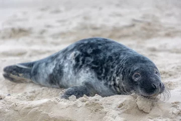 Tuinposter Young seal in its natural habitat laying on the beach and dune in Dutch north sea cost (Noordzee) The earless phocids or true seals are one of the three main groups of mammals, Pinnipedia, Netherlands © Sarawut