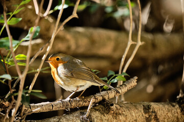 Beautiful Robin. Wild fauna, birds