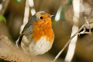 it's a bird with a red breast