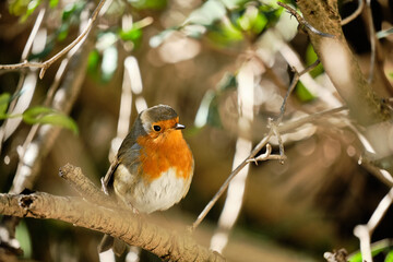 European robin, Erithacus Rubecola