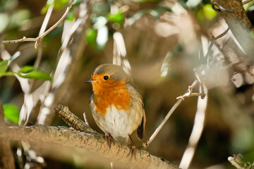 European robin, Erithacus Rubecola, in Spain