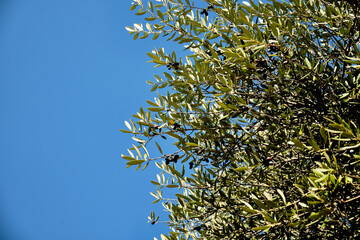 Acebuche, Spanish wild olive. Its scientific name is Olea Europaea or sylvestris, so it is the same species as the olive tree, but wild.