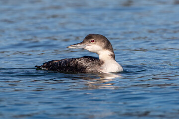 Common Loon