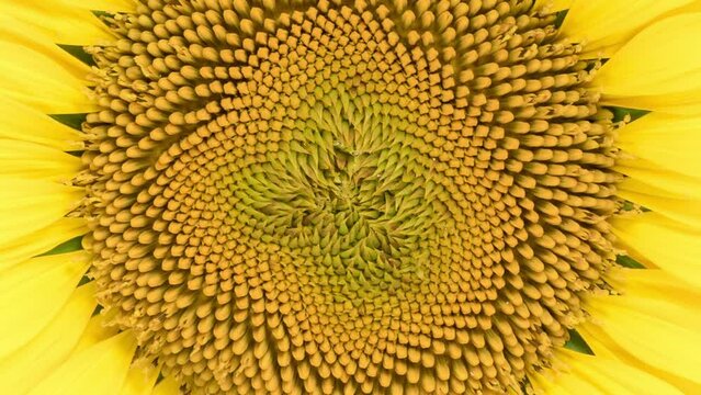 Time Lapse opening yellow Sunflower Head, close-up. Time-lapse of beautiful Sunflower blooms.