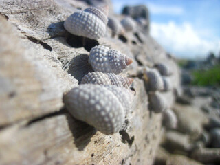 Close up of a group of sea snails attached to an old and dry trunk of a tree near the beach