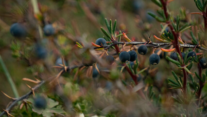 Arbusto de calafate de la patagonia en primer plano con su fruto enfocado - obrazy, fototapety, plakaty